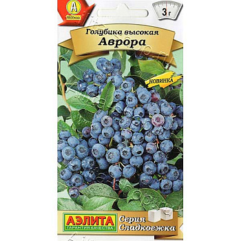Голубика Аврора Аэлита Ц