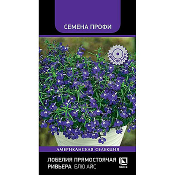 Лобелия Ривьера Блю Айс Поиск Ц 