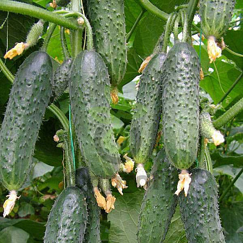 Огурец Вятич F1 500шт YT