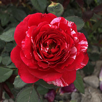 Роза флорибунда Анри МатиссСадовита