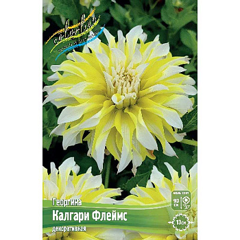 Георгина Калгари Флеймс I 15 шт Шоу-Бокс 12907