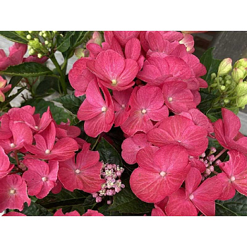 5453 Гортензия Крупнолистовая Ребелион Дарк Пинк Лов P12 ,шт
