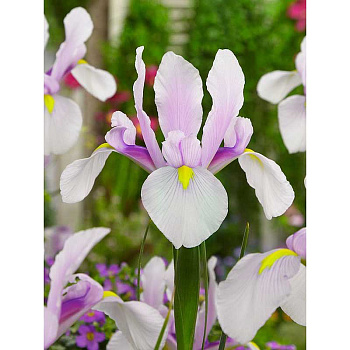 8252 Шоу-Бокс Ирис Голл. Кармен 7/8 150 шт