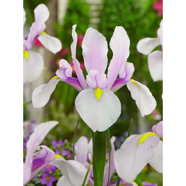 8252 Шоу-Бокс Ирис Голл. Кармен 7/8 150 шт