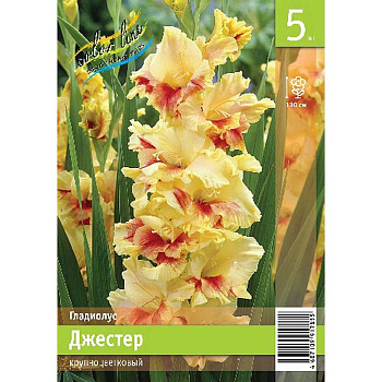 Гладиолус Джестер 10/12 5 Эконом шт 