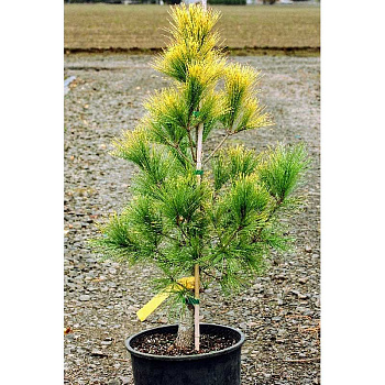 Сосна Веймутовая Лоуи 40-50см