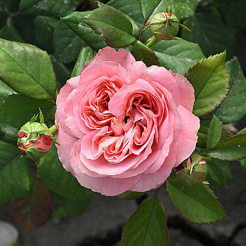 Роза Чайно-гибридная Кэнди Экспрешн Садовита