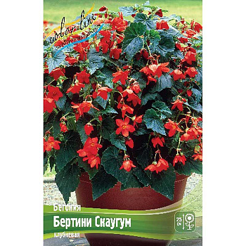 Бегония Бертини Скаугум 5/6 40 шт Шоу-бокс 9503