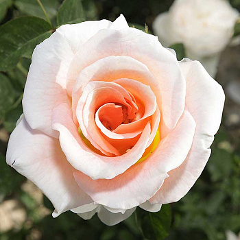 Роза канадская (плетистая) Салли Холмс Садовита