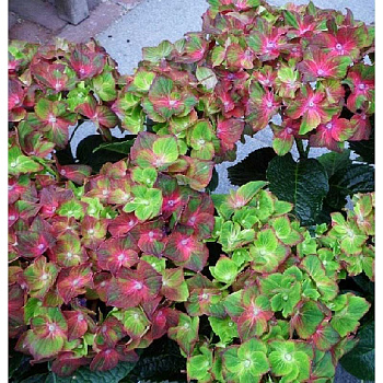 Гортензия Крупнолистовая Замок Вакербарт P12