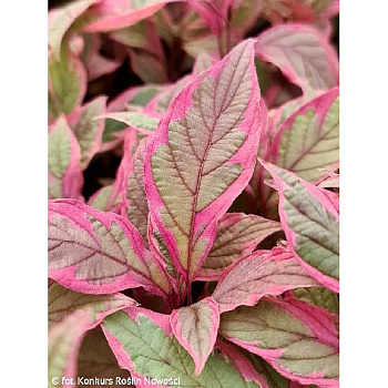 Дёрен Белый Миракл P9 шт