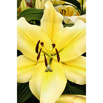 Лилия Биг Бразер 16/18 2 шт Садовита