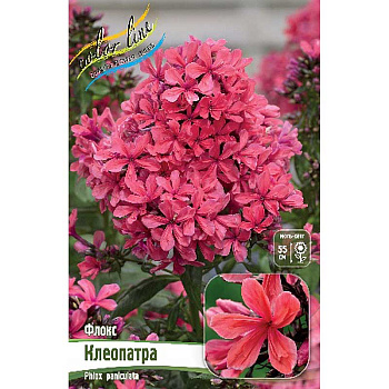 Флокс Клеопатра I 2 шт