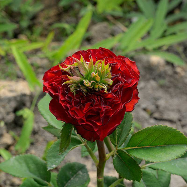 Роза Чайно-гибридная Рэд Ай Садовита