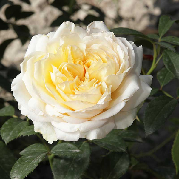 Роза чайно-гибридная Май Герл Садовита