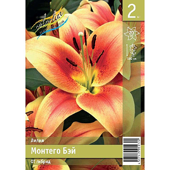 Лилия Монтего Бэй 12/14 2 Эконом шт 