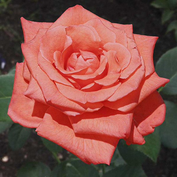 Роза чайно-гибридная Муви стар Садовита