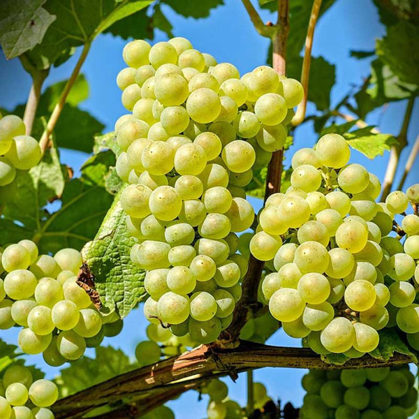 Виноград Марсианин Средний Садовита