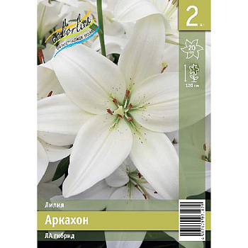 Лилия Аркахон 12/14 2 Эконом шт 