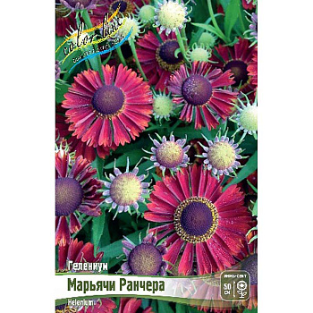 Гелениум Марьячи Ранчера I 25 шт Биг-Пак 8368