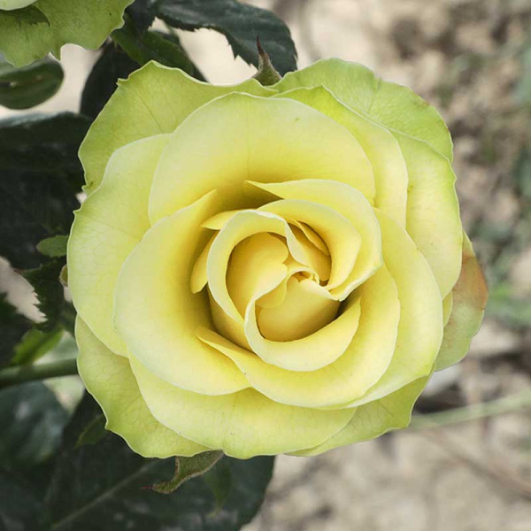 Роза чайно-гибридная Грин Фэшн Садовита