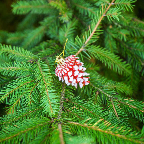 Шар 6DC6-H32-1 6шт 6см "Шишка" красная с белой каймой (360)