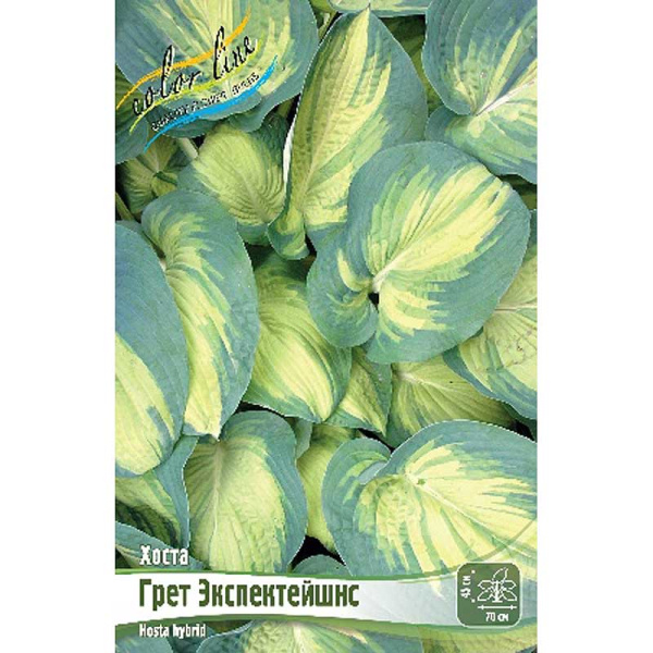 Хоста Грет Экспектейшнс 1 n 25 шт Биг-Пак 7920 