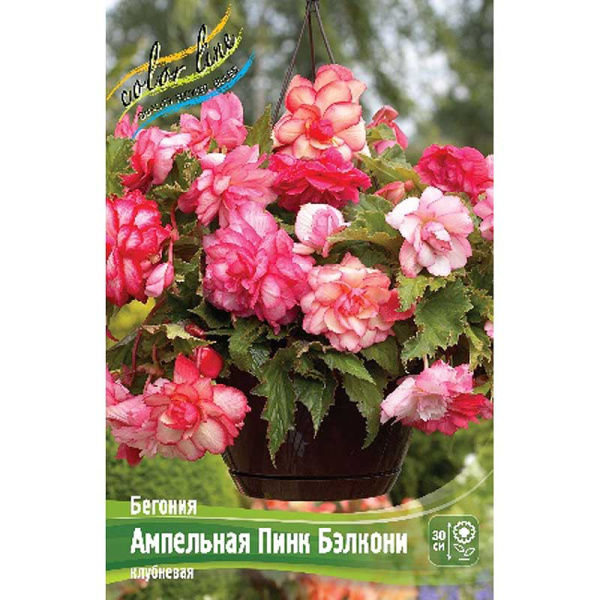 Бегония Ампельная Пинк Бэлкони 5/6 50 шт Шоу-бокс 8796