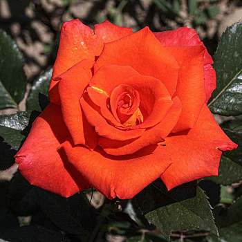 Роза чайно-гибридная Моника Садовита