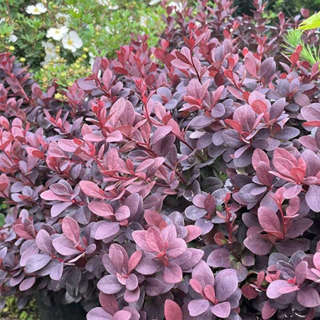 Барбарис Тунберга Конкорд Р9 шт Садовита