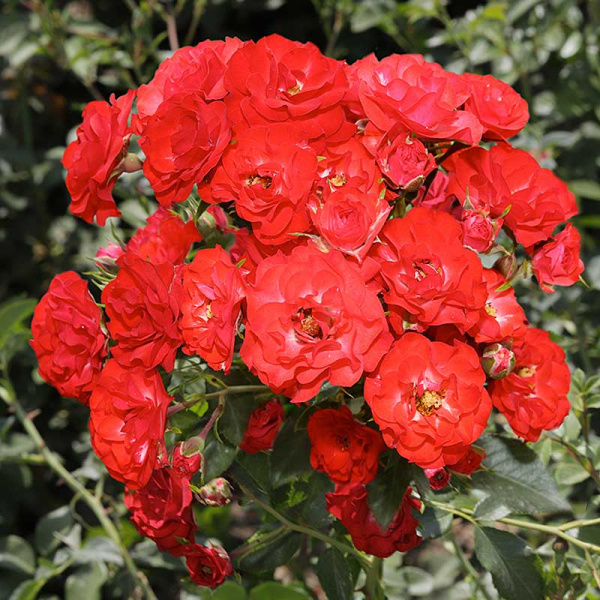 Роза шраб Скарлет Мейяндекор Садовита