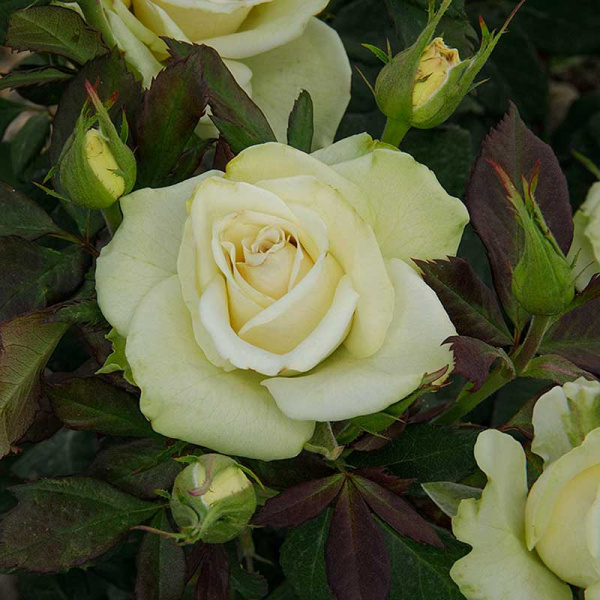 Роза чайно-гибридная Васаби Садовита