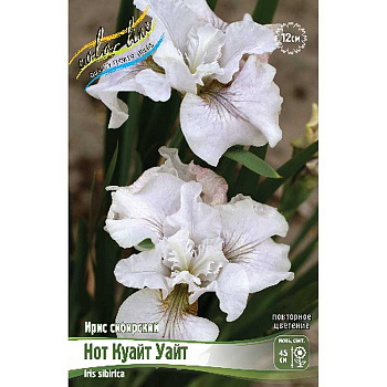Ирис Сибирский Нот Куайт Уайт I 1 шт