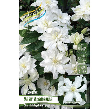 Клематис Уайт Арабелла I 1 шт