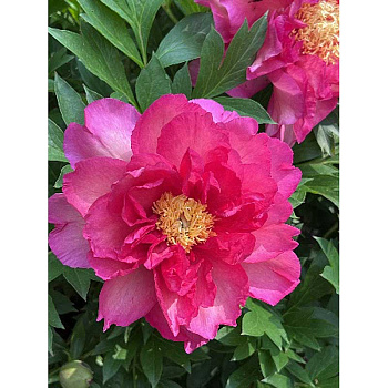 13240 Биг-Пак Пион Ито-Гибрид Garden Candy® Ноа Джоли 2/3 n 5 шт