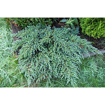 Можжевельник Чешуйчатый Литтл Джоанна P9 шт