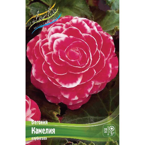 Бегония Камелия 5/6 50 шт Шоу-бокс 8808