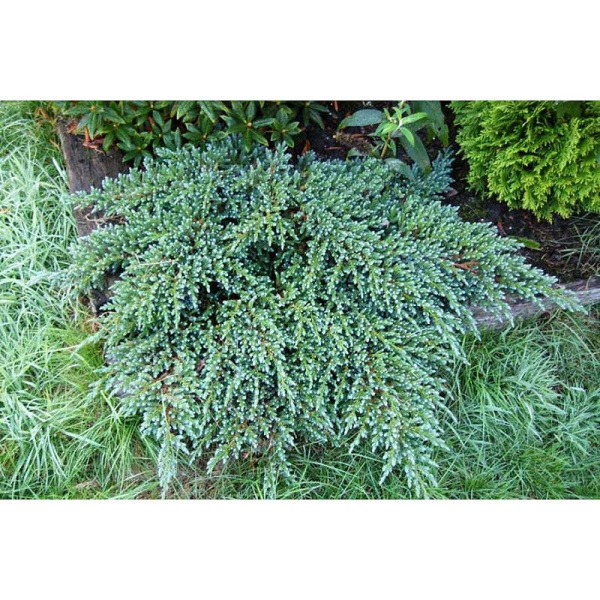 Можжевельник Чешуйчатый Литтл Джоанна P9 шт