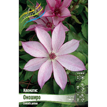 Клематис Омоширо I 1 шт