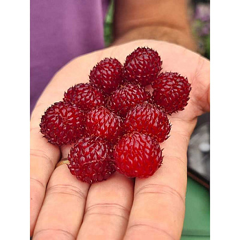 15921 Малина Рэспберри Тауэр (Хара) C1.5 ,шт