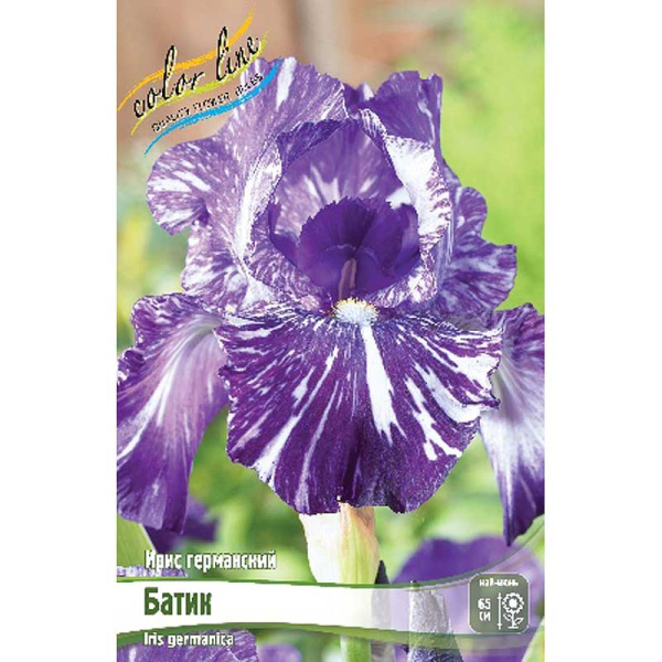 Ирис Германский Батик I 1 шт