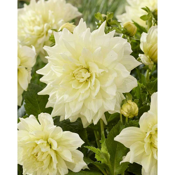 5391 Шоу-Бокс Георгина Айсбрейкер I 15 шт