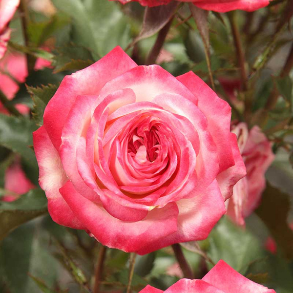 Роза спрей Сафина Садовита