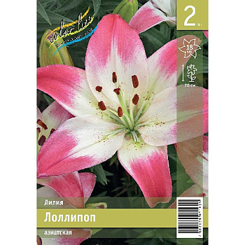 Лилия Лоллипоп 12/14 2 Эконом шт 