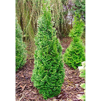 Туя Западная Бробекс Тауэр C3 40-50cm