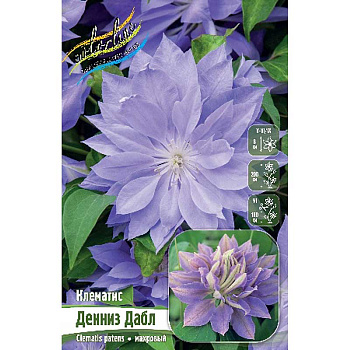 Клематис Денниз Дабл I 2 шт