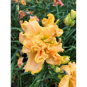 10763 Биг-Пак Лилейник Метаморфоза I 25 шт 