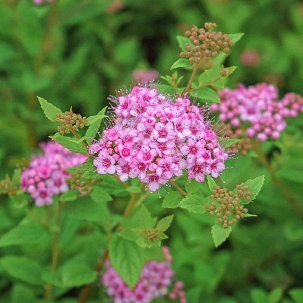 Спирея Японская Литтл Принцесс Р9 ,шт Садовита