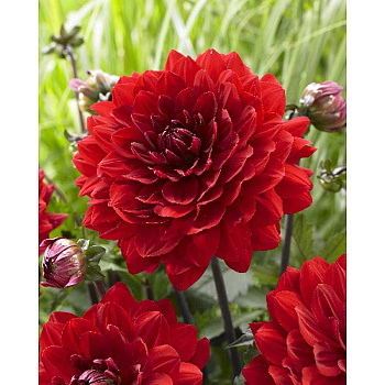 Георгина Карма Амора I 1 шт