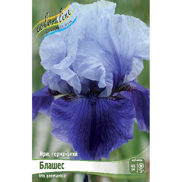 Ирис Германский Блашес I 1 шт 
